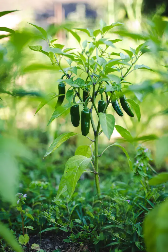 Bio Chili aus 15848 Friedland Bio Chilischoten direkt aus dem Marktgarten Vielseitenhof in 15848 Friedland