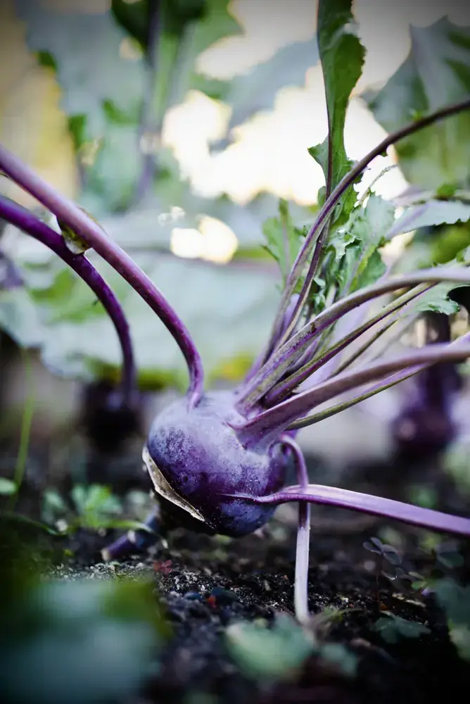 Bio Kohlrabi direkt aus dem Marktgarten Gesunder Bio Kohlrabi im Beet – Bio Gemüse aus dem Marktgarten in 15848 Friedland