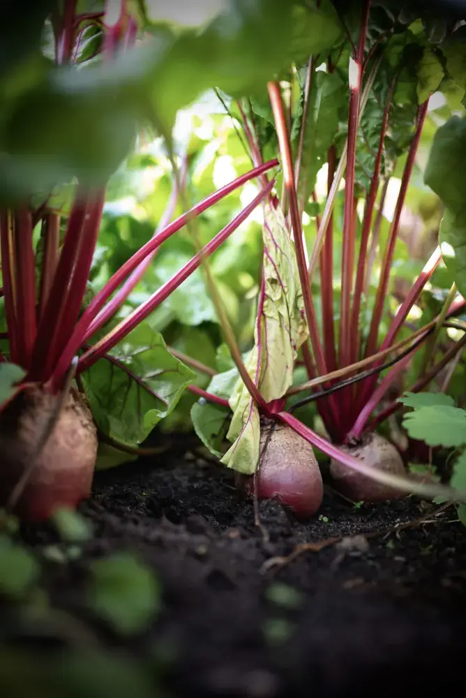 Bio Rote Bete aus 15848 Friedland Bio Rote Bete frisch aus dem Beet im Marktgarten Vielseitenhof in 15848 Friedland