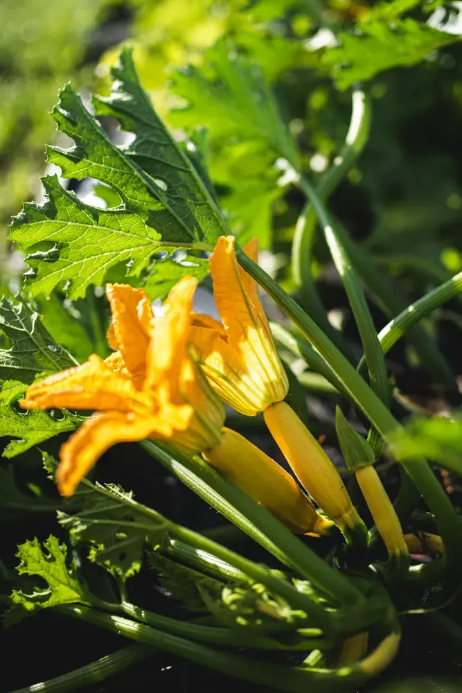 Bio Zucchini direkt aus dem Marktgarten Bio Zucchini mit Blüte – frisches Bio Gemüse aus dem Marktgarten in 15848 Friedland