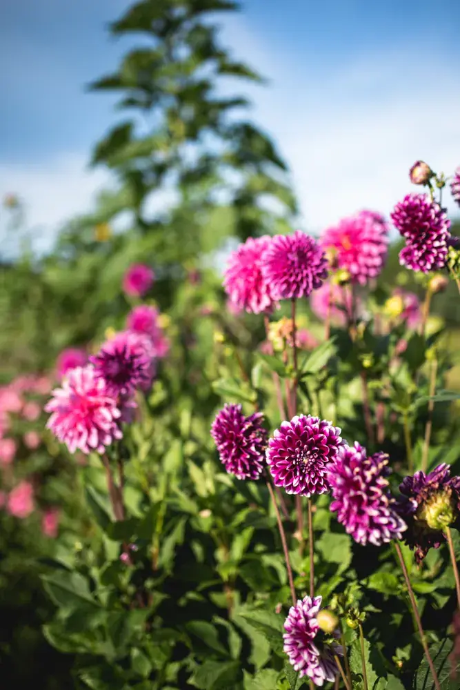 Blumen aus dem Marktgarten Vielseitenhof Dahlien aus dem Marktgarten Vielseitenhof in 15848 Friedland