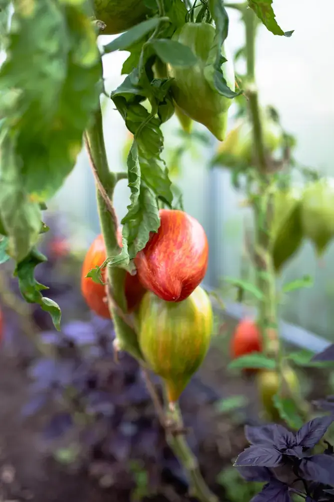 Bio Tomaten direkt vom Marktgarten Sonnengereifte Bio Tomaten aus dem Marktgarten Vielseitenhof in 15848 Friedland